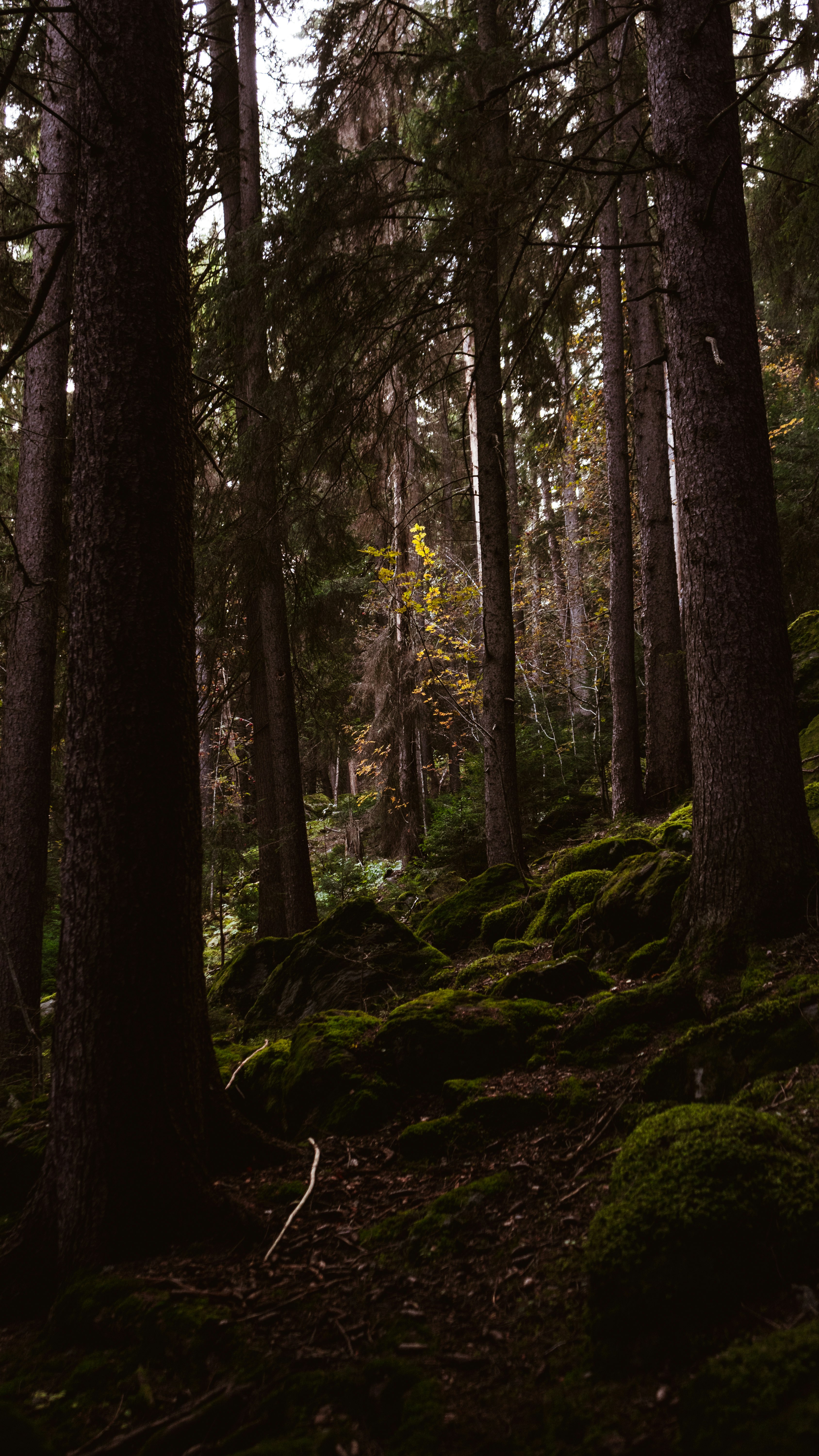 green moss on brown tree trunk